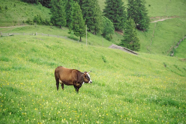 Vache brune dans un pâturage en été. Vache sur l'herbe verte fraîche d'une vallée de montagne — Photo