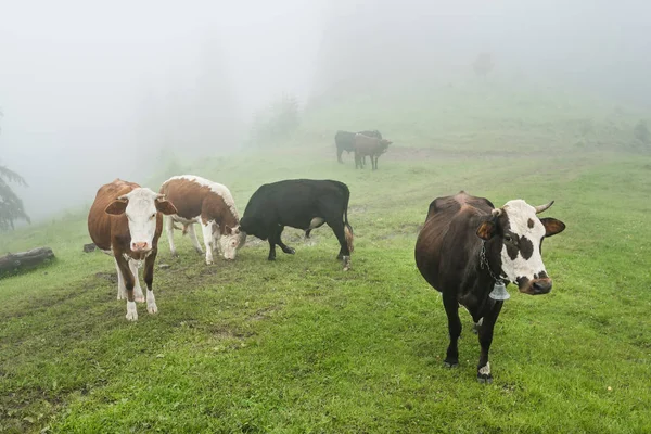 Groupe de vaches dans la forêt de montagne avec brume en été — Photo
