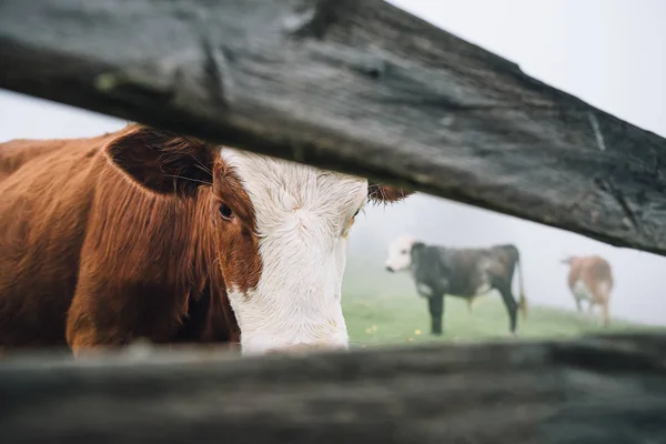 Curious cow looks through fence. Group of cows on a mountain meadow with mist in summertime