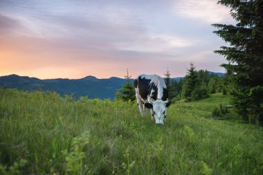 Bir mera üzerinde bir dağ çayır üzerinde gündoğumu, yaz aylarında inek. Bir dağ köyünde yeşil çimenlerin üzerinde inek.