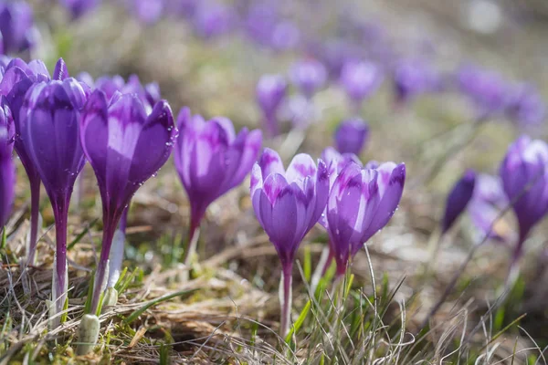 Vista a la luz del sol flores de cocodrilo púrpura en primavera. rocío matutino sobre pétalos —  Fotos de Stock