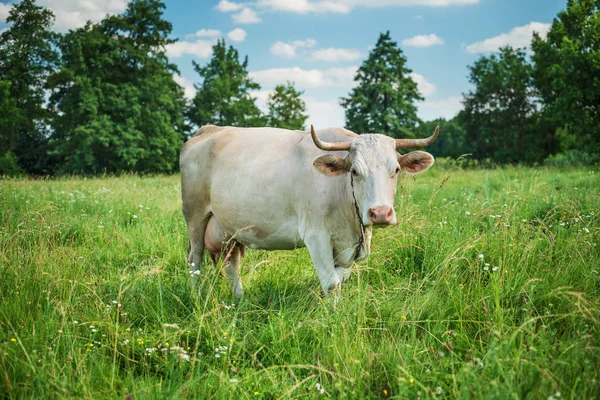 Pâturage de vaches sur un champ de village en été — Photo
