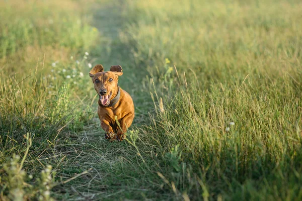 Foxy Red Dachshund Corre Carril Campo Hacia Cámara Paseando Perro —  Fotos de Stock