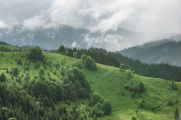 Montañas Cubiertas Niebla Matutina Verano Bosque Verde — Foto de Stock