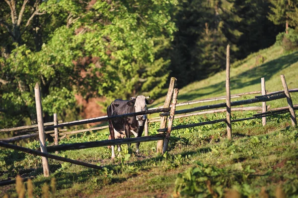 Vaches Flanc Montagne Sur Pâturage Été Corral Avec Des Vaches — Photo