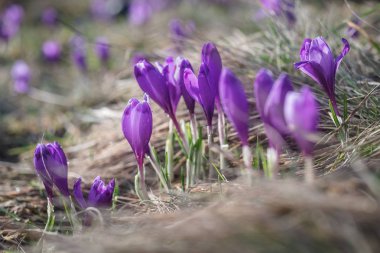 Güneşli mor bitkisi çiçeği ilkbaharda görüntüleyin. Sabah çiy çiçek yaprakları üzerinde