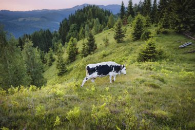 Bir mera üzerinde bir dağ çayır üzerinde gündoğumu, yaz aylarında inek. Bir dağ köyünde yeşil çimenlerin üzerinde inek. İnek ve gündoğumu ile dağ manzarası