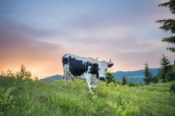 日の出の夏の牧草地に山の牧草地に牛します 牛の山の村で緑の草の上 牛と日の出山の風景 — ストック写真