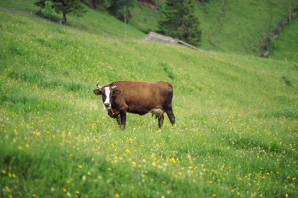 Vache Brune Dans Pâturage Été Vache Sur Herbe Verte Fraîche — Photo