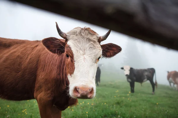 Curieux Vache Regarde Travers Clôture Groupe Vaches Sur Pré Montagne — Photo