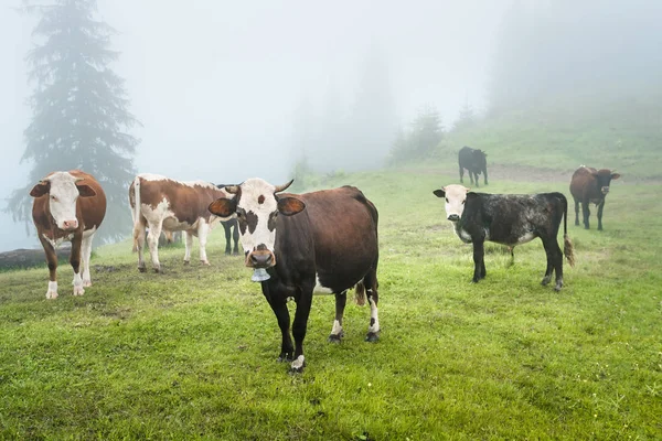 Groupe Vaches Dans Forêt Montagne Été Avec Brume — Photo