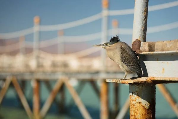 Bird hides from strong wind on a wooden pier in sea. View at the resort for trips during summer vacation. Summer vacation on Red sea. View at a clear sea with turquoise water in windless conditions. Summer vacation at a sea coastline in an exotic cou