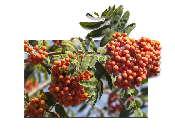 Bunch of mountain ash with red berries — Stock Photo, Image