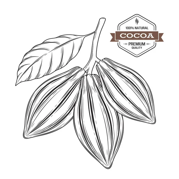 Vector de vainas de cacao ilustración. Etiqueta de cacao, logotipo, emblema, símbolo — Vector de stock