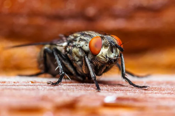 Diptera vuela sobre fondo rojo — Foto de Stock
