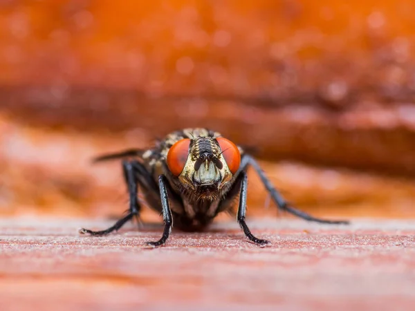 Diptera mosca insecto sobre fondo rojo — Foto de Stock