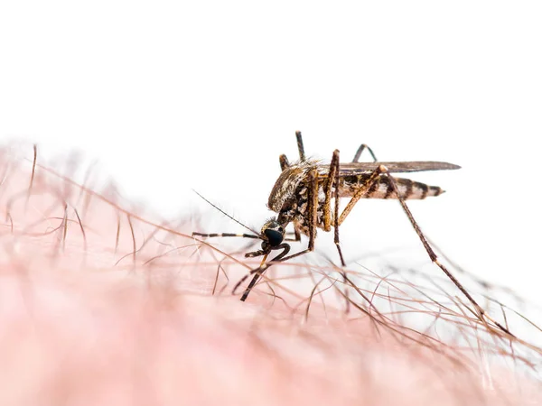 Mordedura de mosquito infectada por el virus de la malaria o el Zika aislada en blanco — Foto de Stock