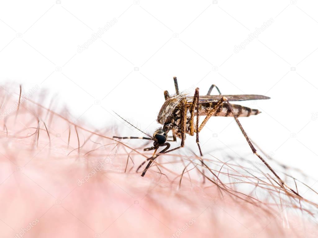 Malaria or Zika Virus Infected Mosquito Bite Isolated on White