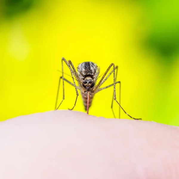 Malaria o virus del Zika Mosquito infectado sobre fondo amarillo brillante —  Fotos de Stock