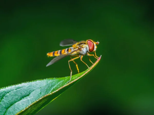 Drosophila mosca de la fruta insecto en la hoja — Foto de Stock