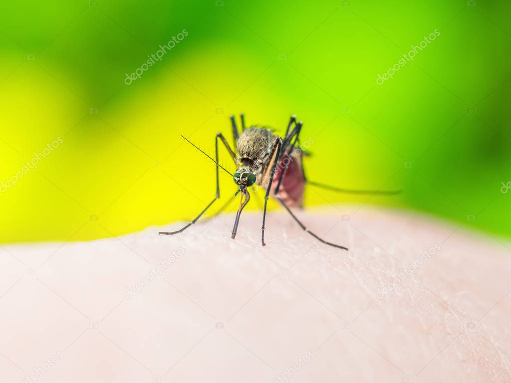 Malaria or Zika Virus Infected Mosquito Sting on Yellow Background