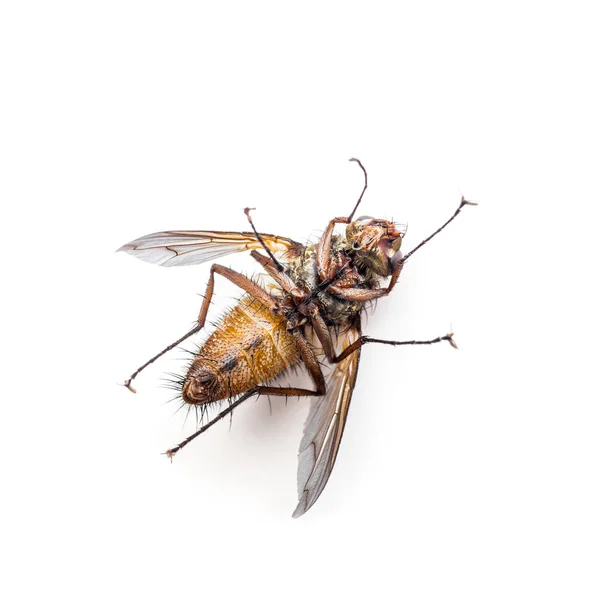 Diptera mosca insecto aislado en blanco — Foto de Stock
