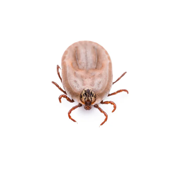 Encephalitis of Lyme Virus Infected Tick Insect Geïsoleerd op wit — Stockfoto