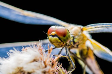 Yusufçuk böcek bitki makro portre siyah arka plan üzerine oturan