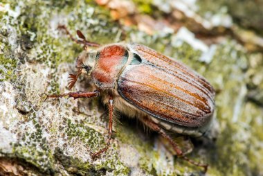 Cockchafer baktım Mayıs böceği böcek böcek makro