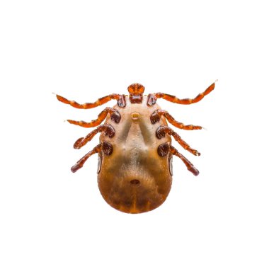 Ensefalit Virüsü veya Lyme Hastalığı Enfekte Araknid Böceği Beyazda İzole Edildi