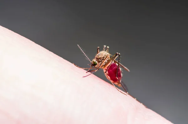 황열병 말라리아 Zika 바이러스 매크로 — 스톡 사진