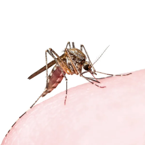 Yellow Fever Malaria Zika Virus Infected Mosquito — стокове фото