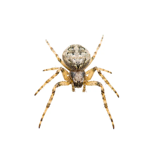 Kriechende Spinne Arachnid Insekt Isoliert Auf Weiß — Stockfoto