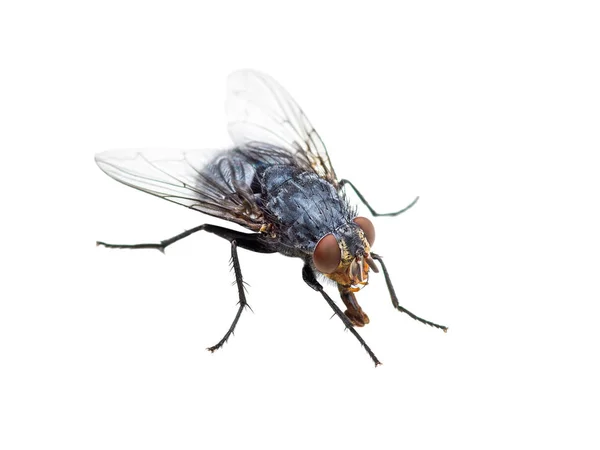 Feo Diptera Mosca Insecto Aislado Sobre Fondo Blanco — Foto de Stock