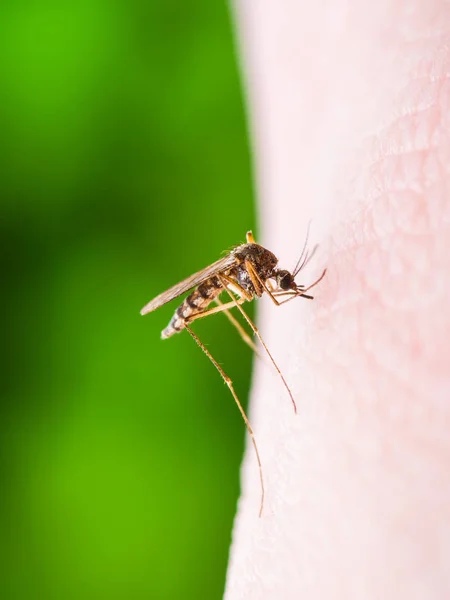 Fiebre amarilla, malaria o virus del Zika Insecto de mosquito infectado Macro — Foto de Stock