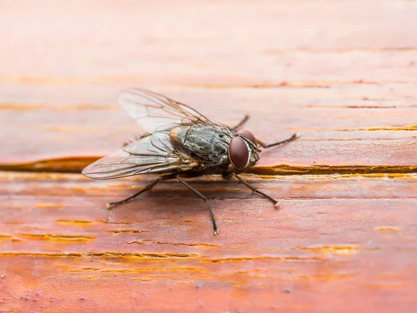 Drosophila mosca insecto sobre fondo de pared de madera — Foto de Stock