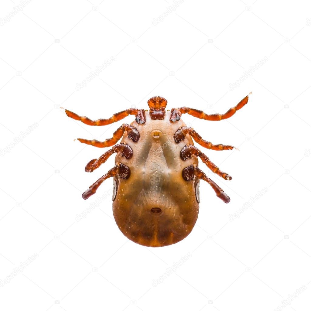 Encephalitis Virus or Lyme Disease Infected Tick Arachnid Insect Isolated on White