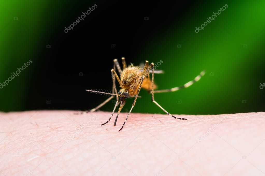 Yellow Fever, Malaria or Zika Virus Infected Mosquito Insect Bite Isolated on Black