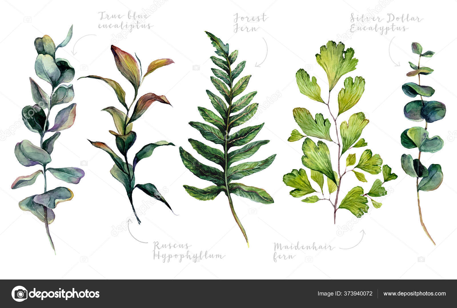 534 Ruscus Vector Images Free Royalty Free Ruscus Vectors Depositphotos