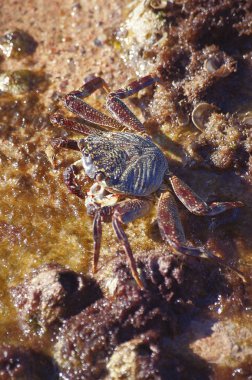 Sahilde büyük kırmızı yengeç. Makro