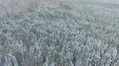 kış orman Panoraması