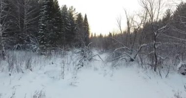 kış orman Panoraması