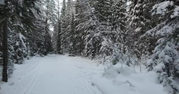 Panorama della foresta invernale — Video Stock