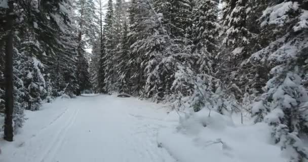 Panorama över vintern skogen — Stockvideo