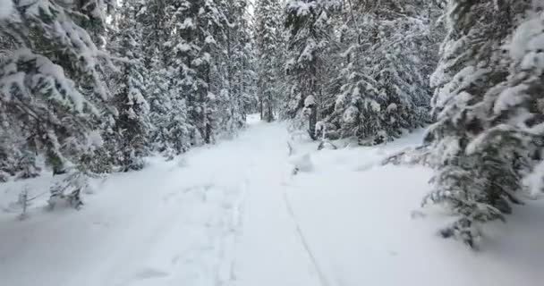 Panorama w lesie zimą — Wideo stockowe
