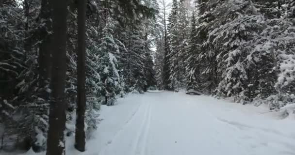 Panorama van de winter forest — Stockvideo
