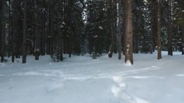 kış orman Panoraması