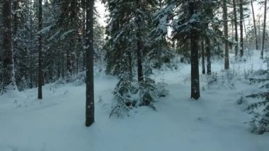 kış orman Panoraması