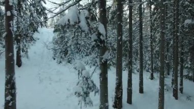 kış orman Panoraması