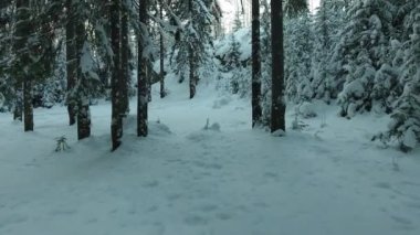 kış orman Panoraması